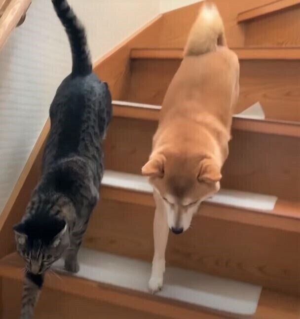 猫のクロちゃんと、柴犬のハナちゃん