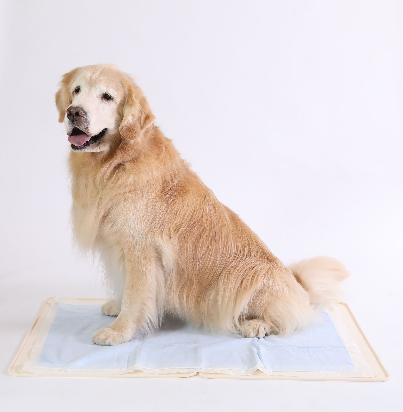 はみ出しやそそうと無縁に 犬の体型別 正しいトイレの選び方 いぬのきもちweb Magazine はみ出しやそそうと無縁に 犬の体型別 正しいトイレの選び方 いぬのきもちweb Magazine