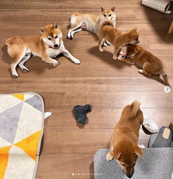 子犬たちを見守るトランシットくん、コノエちゃん