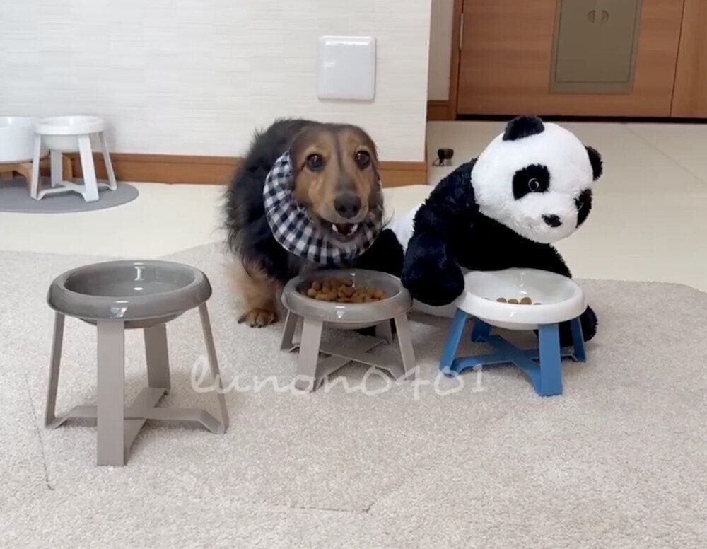 パンダさんと並んでゴハンを食べる、るのんくん