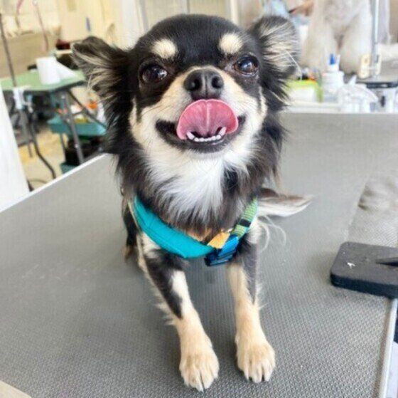 犬の爪にやすりをかける目的とは？ いぬのきもち