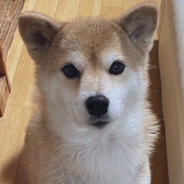 夏毛のえまちゃん