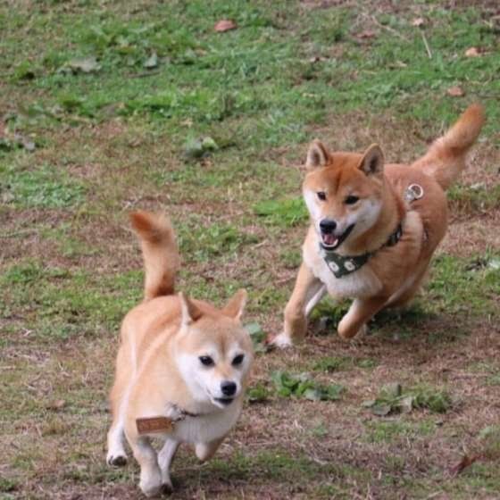 柴　まるちゃん