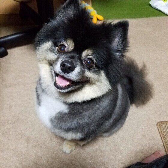 見つめるポメラニアン