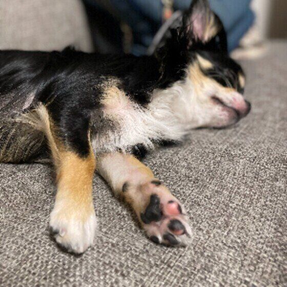 チワワの伊吹ちゃん