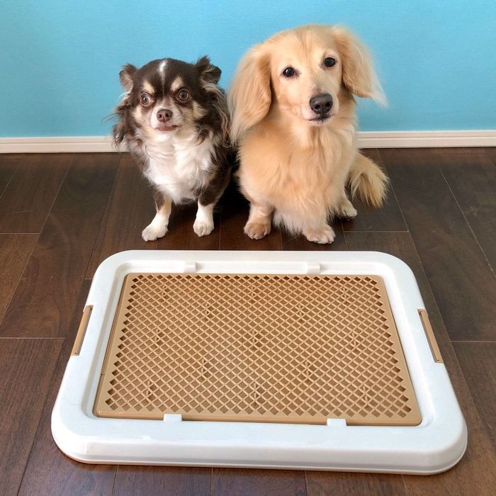 チワワとミニチュア・ダックスフンド