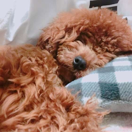気持ちよさそうなトイプーちゃんの寝顔