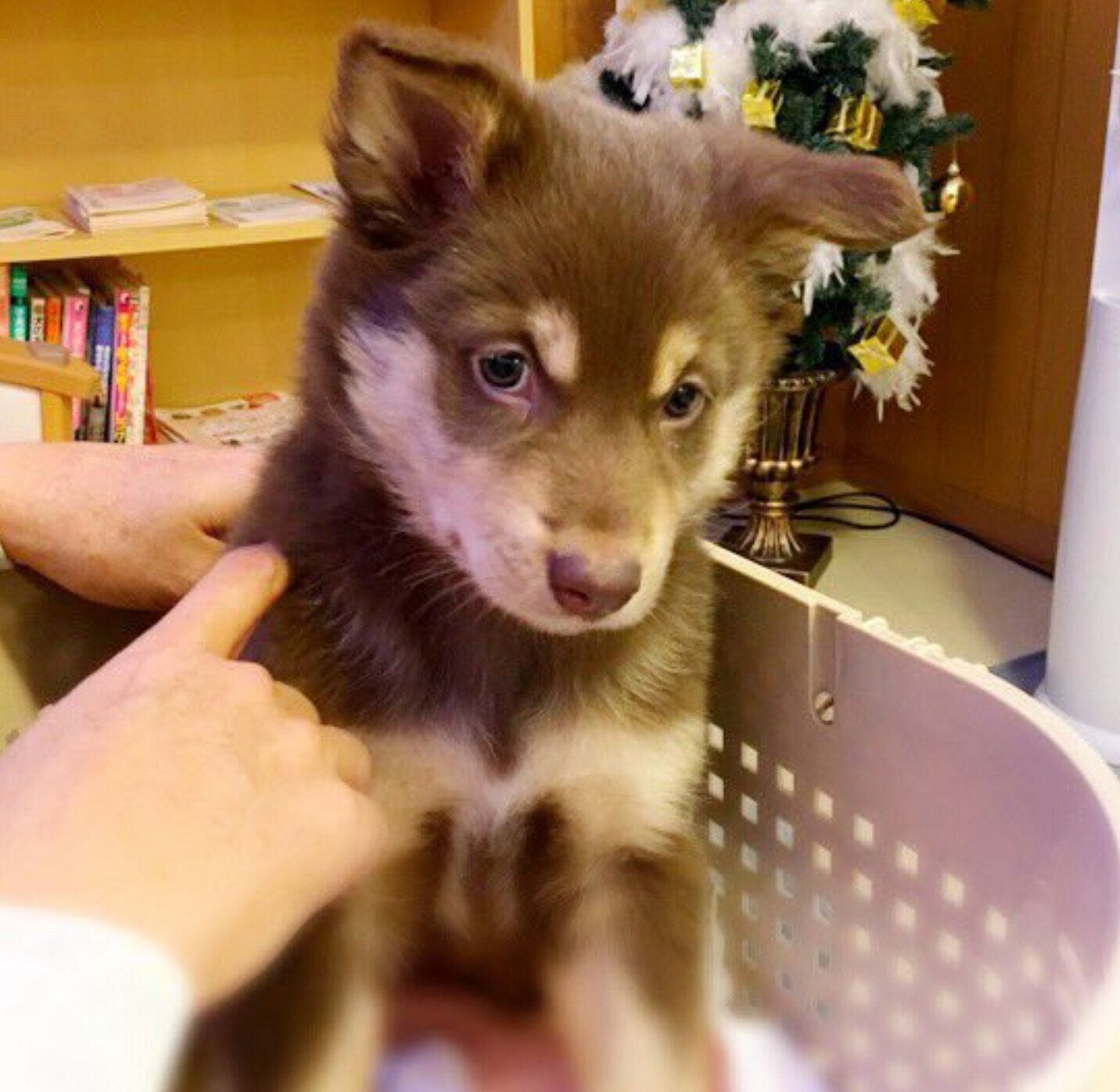 お迎え初日、動物病院で撮影した神楽ちゃん