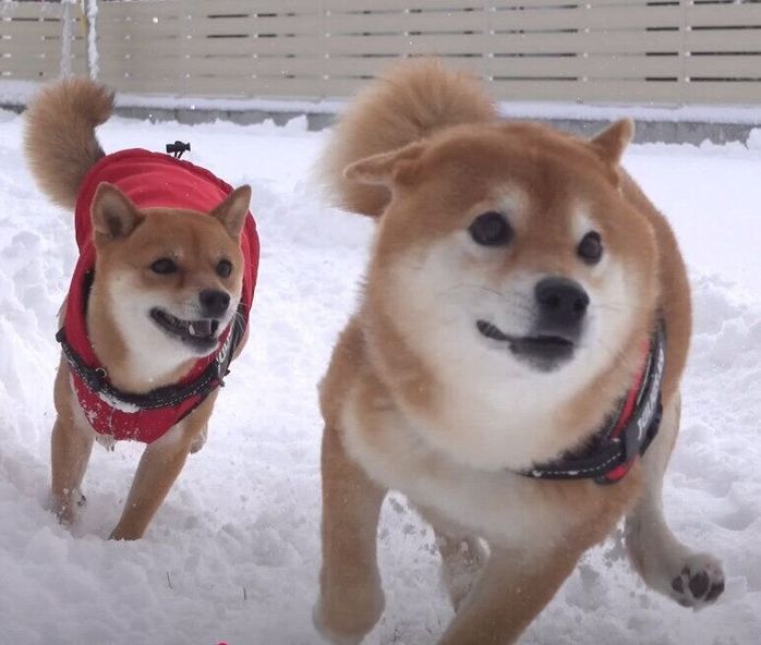 雪にはしゃぐ柴犬
