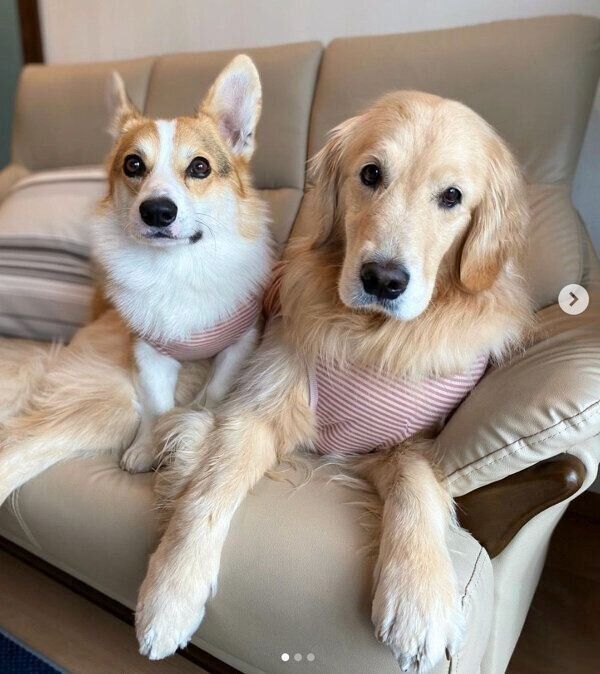 ソファでくつろぐシャロンちゃん、モグくん