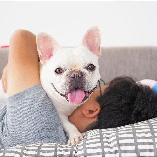 フレンチ・ブルドッグのれおんくんとパパさん