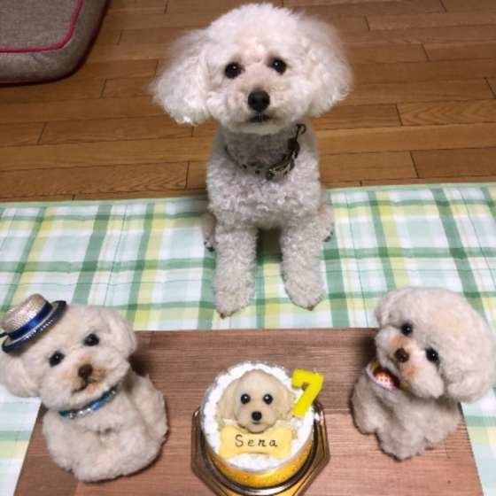 シニア犬になったら生活習慣を見直そう