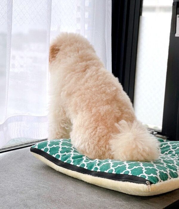 外の様子をチェックするぺんたくん