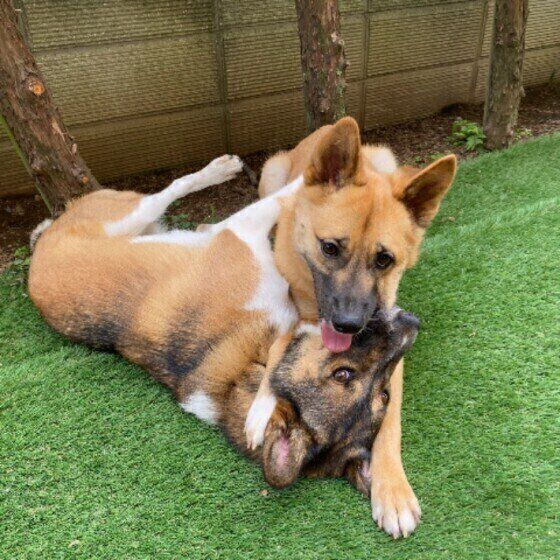 Mix(中型犬)の茶豆ちゃんたち♪