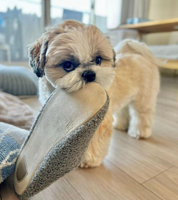 飼い主さんの夫のスリッパをくわえるてんまるくん