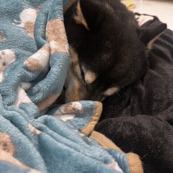 柴犬　かわいい寝顔