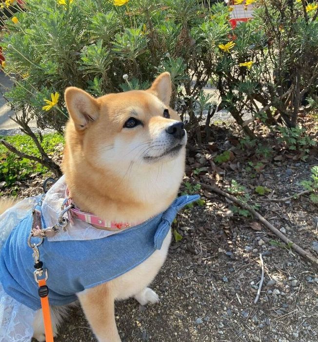 笑顔が素敵なチャコちゃん