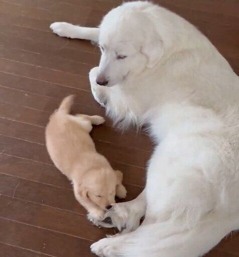 すずらんちゃんの足に前足を置くゆず葉ちゃん