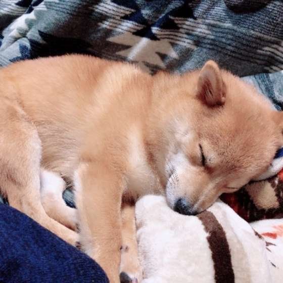 気持ちよさそうに眠る柴犬