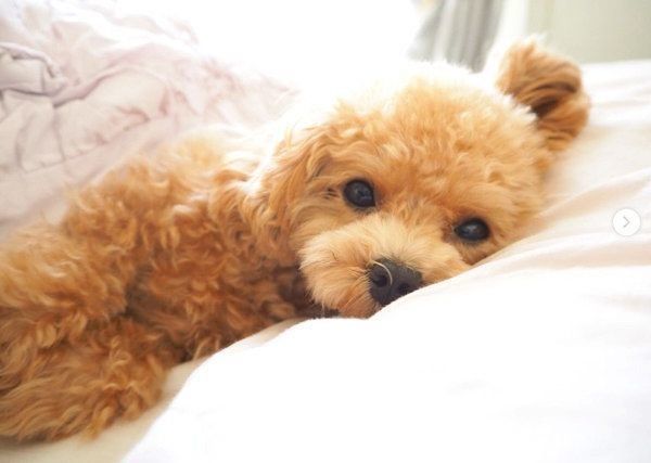 寝転がるトイ・プードル