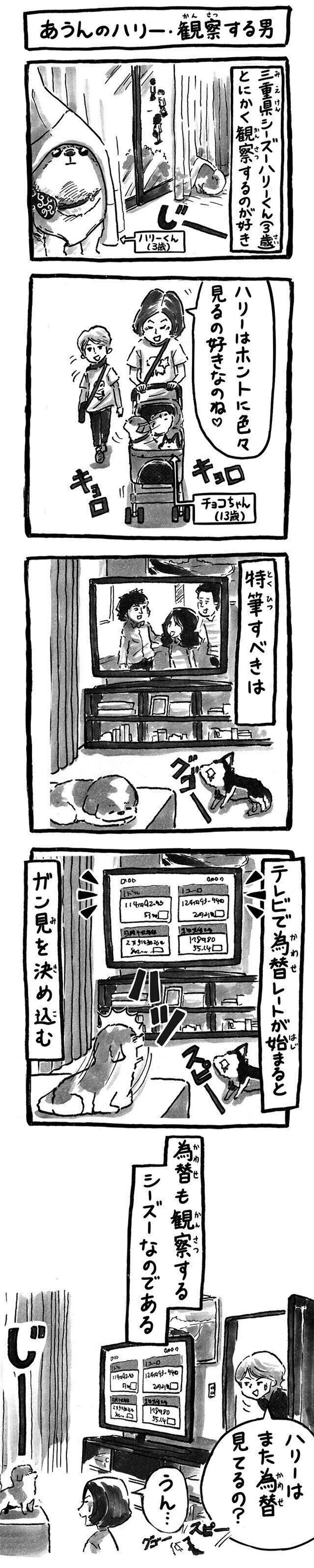 観察眼の鋭い犬 ハリーくん 連載 シーズー犬のてんぽ 第161回 いぬのきもちweb Magazine 観察眼の鋭い犬 ハリーくん 連載 シーズー犬のてんぽ 第161回 いぬのきもちweb Magazine
