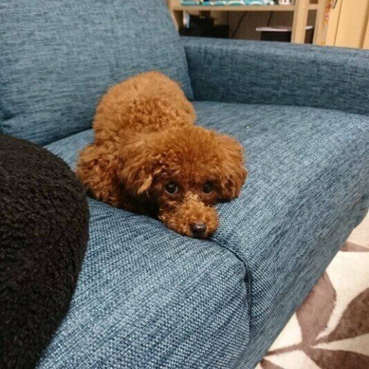 ソファでくつろぐトイ・プードル