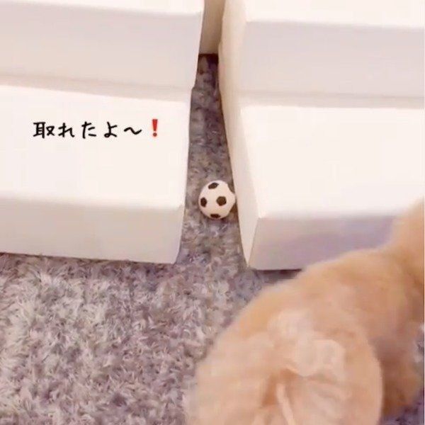 ここ掘れワンワンなトイ・プードル