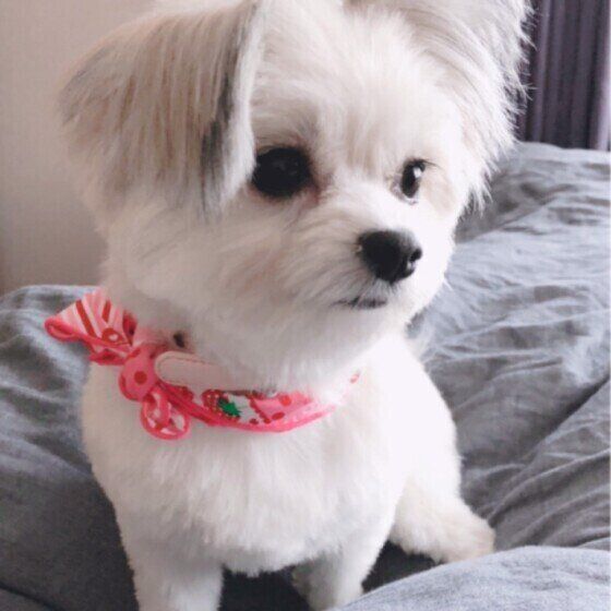 おすわりする犬