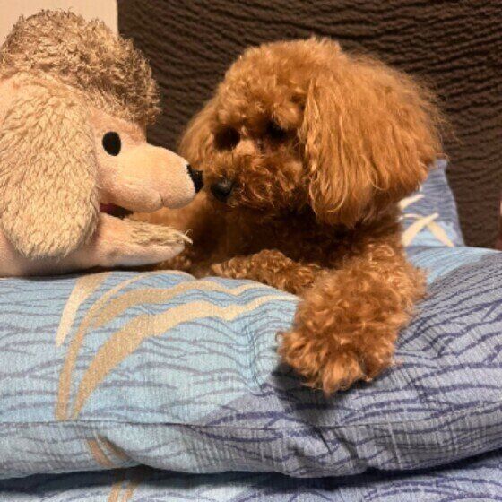 トイ・プードルのメルちゃん