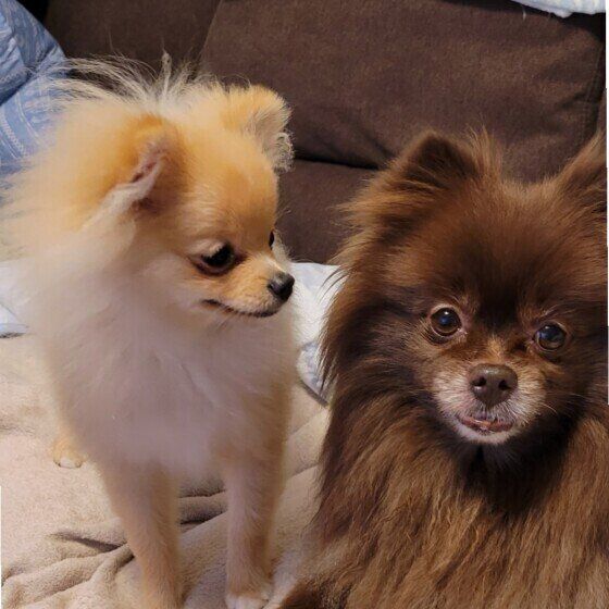 隣を見つめるポメラニアンのハルくん