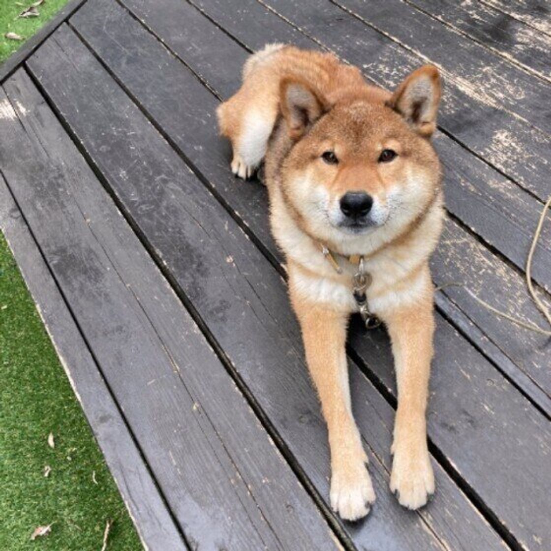 獣医師監修 犬の去勢手術は必ず必要 費用や術後ケアなどを解説 いぬのきもちweb Magazine 獣医師監修 犬の去勢手術は必ず必要 費用や術後ケアなどを解説 いぬのきもちweb Magazine