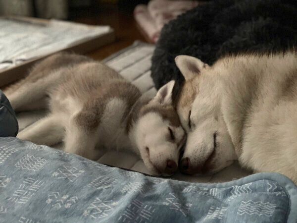 眠るココちゃん、イチくん