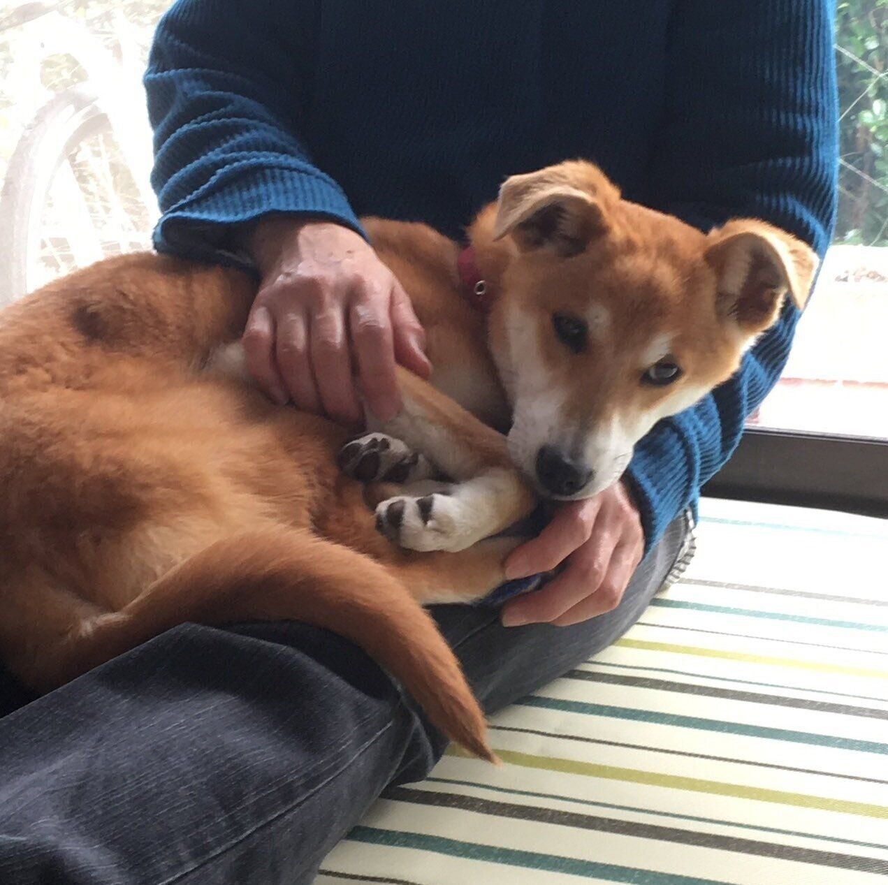 生後約半年のころに撮影したルークくん