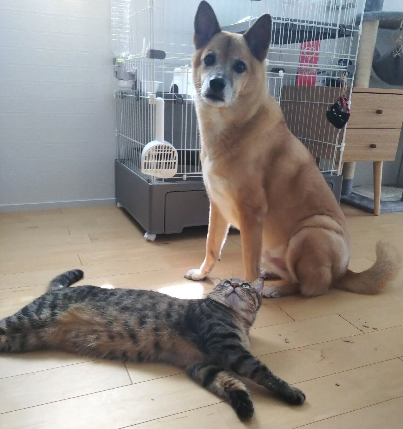 仲良しなコタロウくん、ノアちゃん