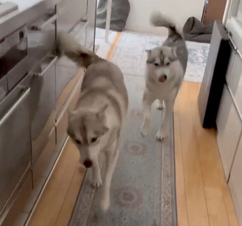 母の帰宅に大喜びなりりちゃん、ここちゃん