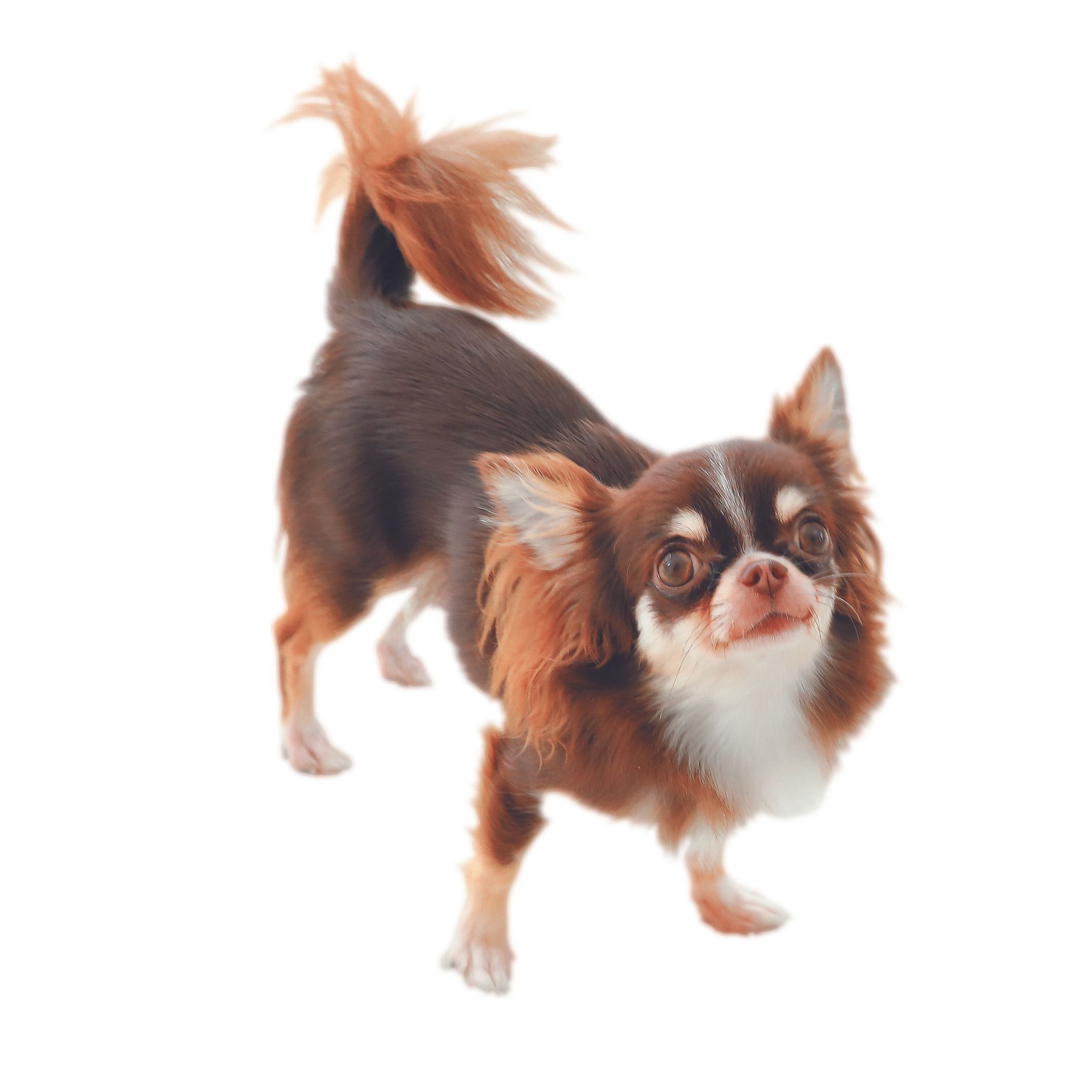 しっぽを振らない犬もいる