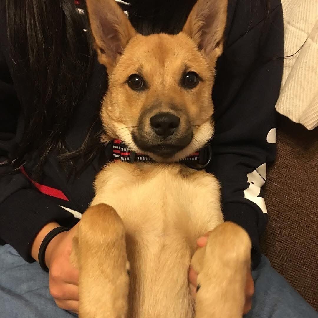 生後5カ月ごろのころんちゃん