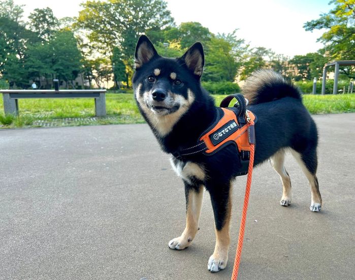 散歩中のごまだんごちゃん