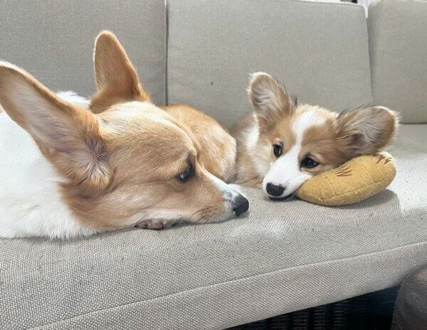 見つめるモカちゃんとトワちゃん