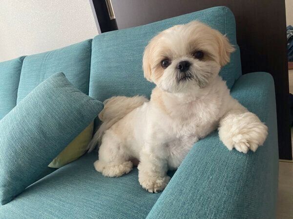 くつろぐこむぎくん