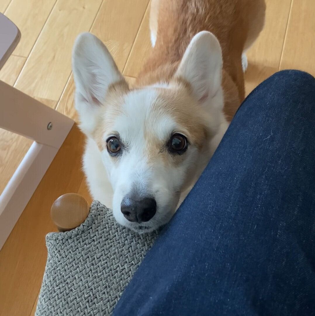 アピールするノエちゃん