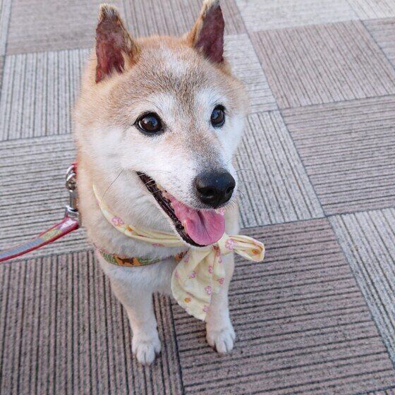 柴のももちゃん♪