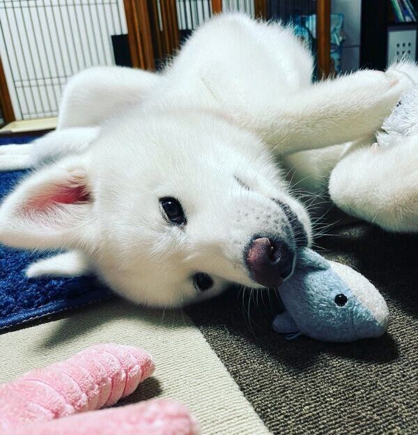 寝転がるユキちゃん