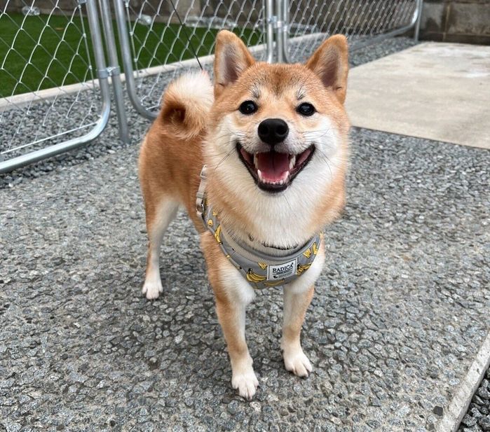 にっこり笑顔を見せる花ちゃん