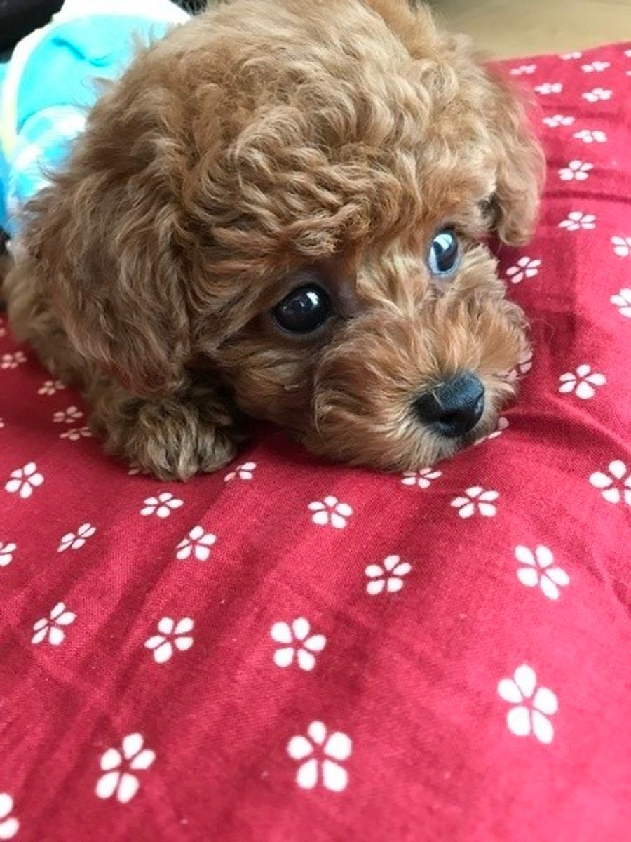 5つの性格別 初心者必見 愛犬をイイコに育てるコツ 子犬編 いぬのきもちweb Magazine 5つの性格別 初心者必見 愛犬をイイコに育てるコツ 子犬編 いぬのきもちweb Magazine