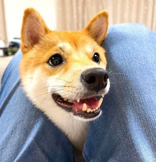 笑顔が可愛いころたくん