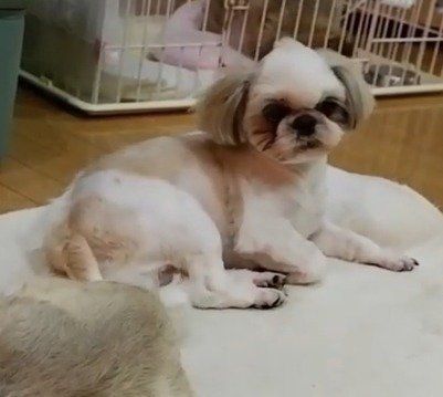 先輩ワンコを見つめるエイトくん