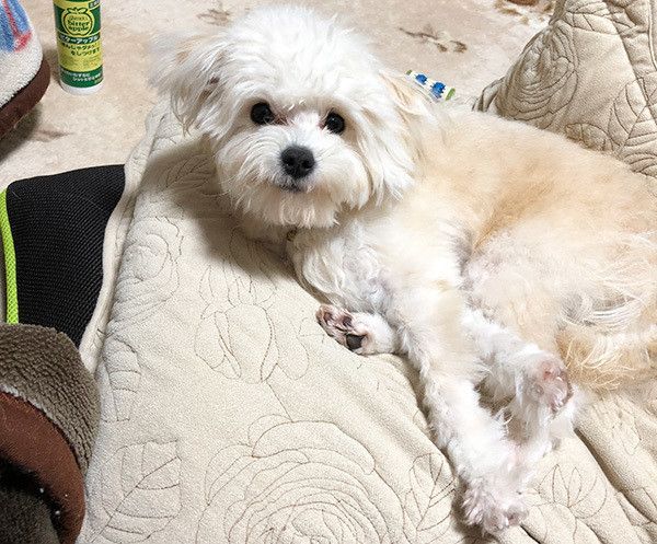 くつろぐ犬