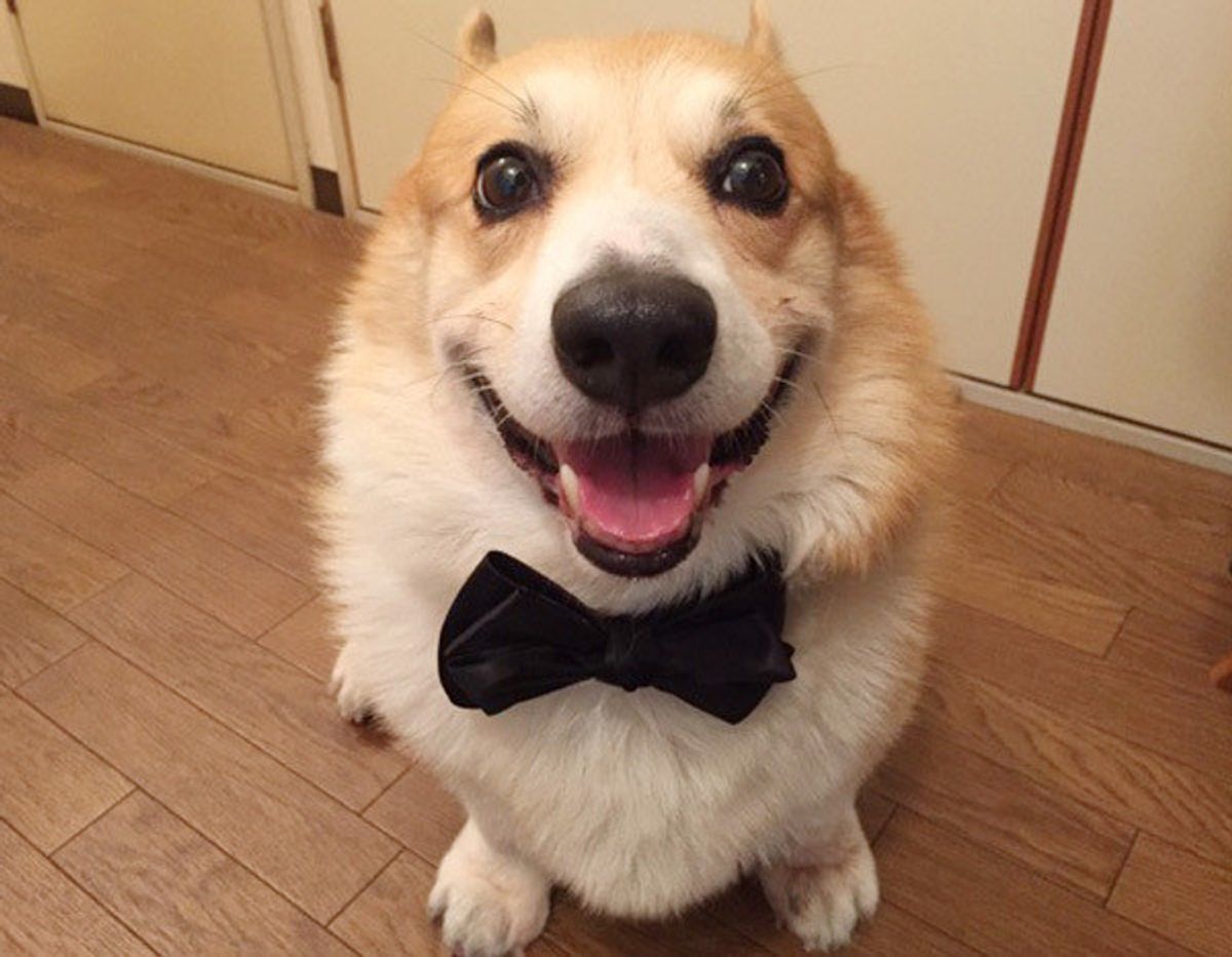 犬を飼って一番うれしかった瞬間 のエピソードにほっこり いぬのきもちweb Magazine 犬を飼って一番うれしかった瞬間 のエピソードにほっこり いぬのきもちweb Magazine