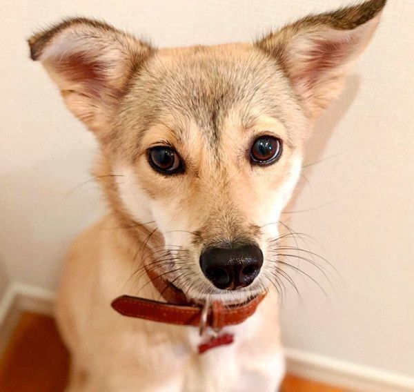 元保護犬・MIXのめるちゃん